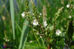 veronica catenata (1)